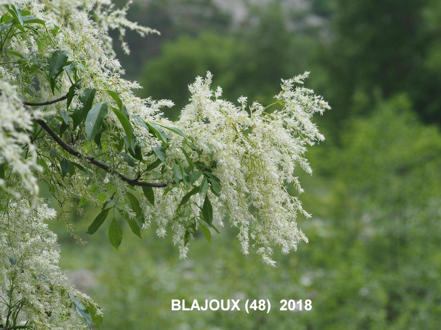 Ash, Flowering